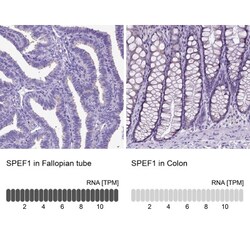 SPEF1 Antibody, Novus Biologicals:Antibodies:Primary Antibodies